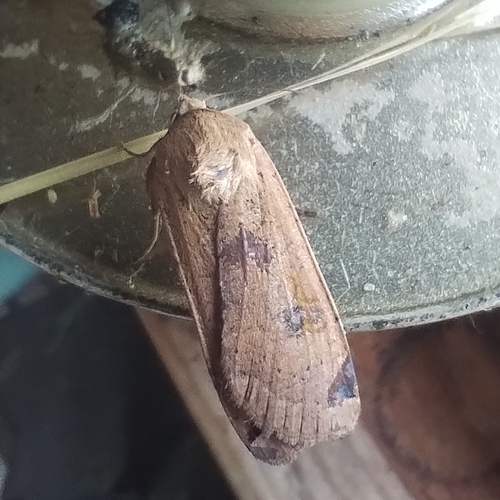 Large Yellow Underwing