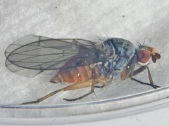 Tephrochlamys flavipes