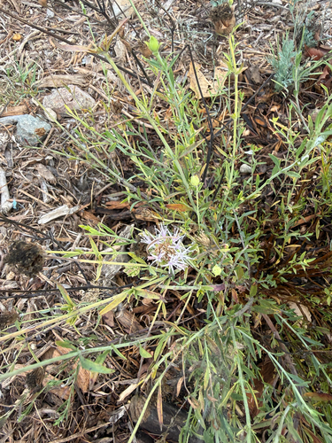 Monardella linoides observed 2026-08-27