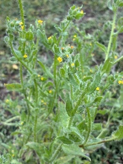 Amsinckia menziesii, photograph (c) Dave, some rights reserved (CC BY)