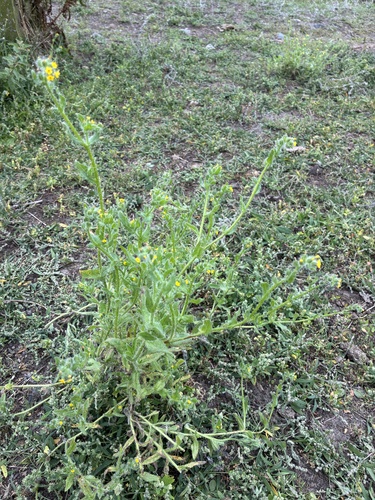 Amsinckia menziesii, photograph 4