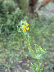 Amsinckia menziesii, photograph (c) Dave, some rights reserved (CC BY)