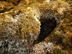 Lipophrys trigloides