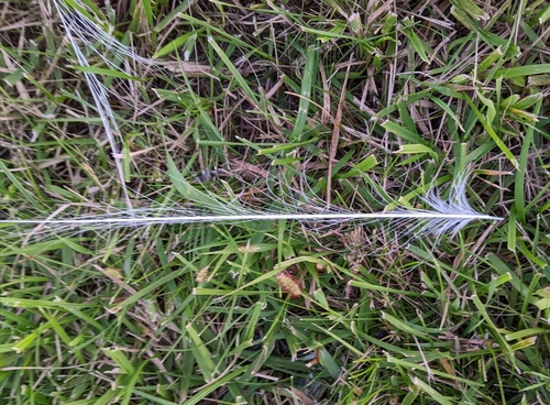 Plume de Grande Aigrette