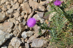 Carduus defloratus