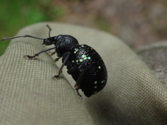 Otiorhynchus gemmatus