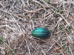 Carabus auronitens intercostatus