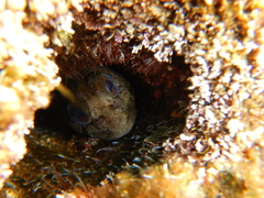 Lipophrys trigloides