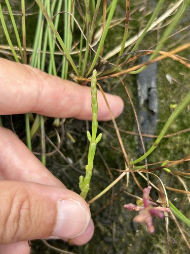Common Glasswort