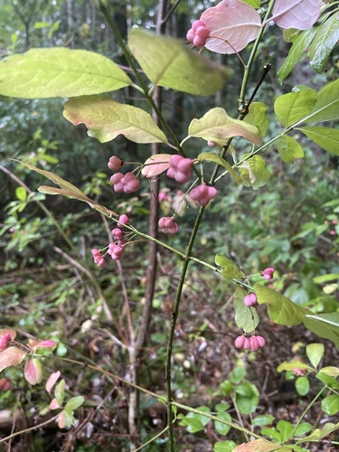 Spindle