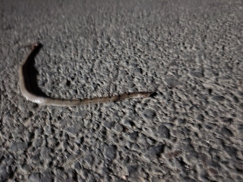 Russell's Kukri Snake