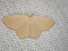 Thalera pistasciaria