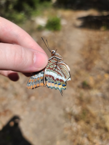 Two-tailed Pasha