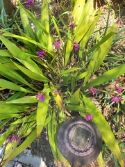 Spathoglottis unguiculata