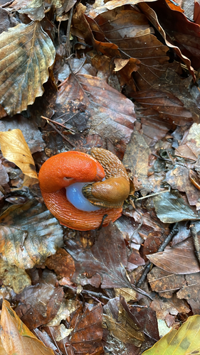 Spanish Slug, Rheden, Gelderland, NL, photo 10 of 10