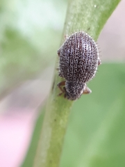 Brachysomus echinatus