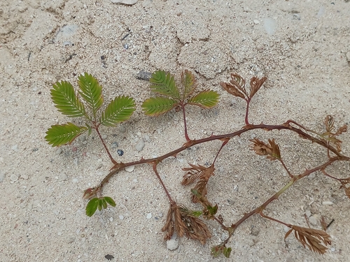 Sensitive Plant