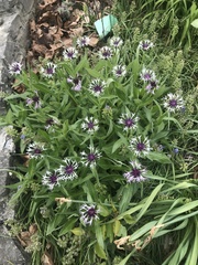Centaurea montana