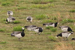 Branta leucopsis
