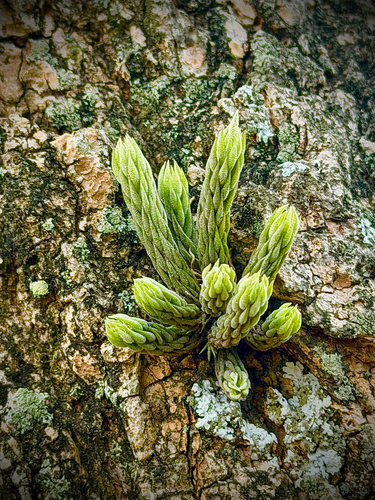Tillandsia tricholepis observed 2026-08-09