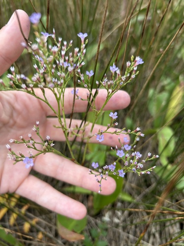 Carolina Sea Lavender
