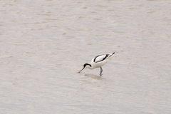 Recurvirostra avosetta