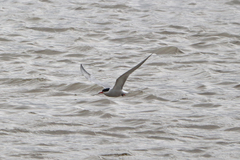 Sterna hirundo