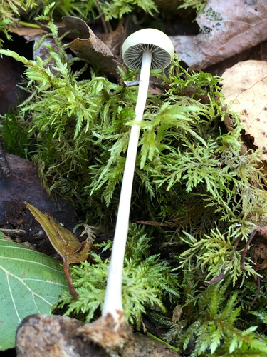 Protostropharia alcis