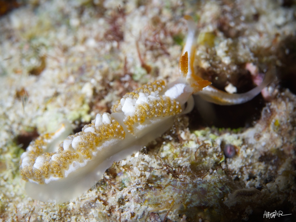 Moridilla nudibranch (no English common name)