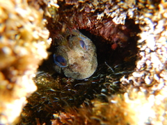 Lipophrys trigloides