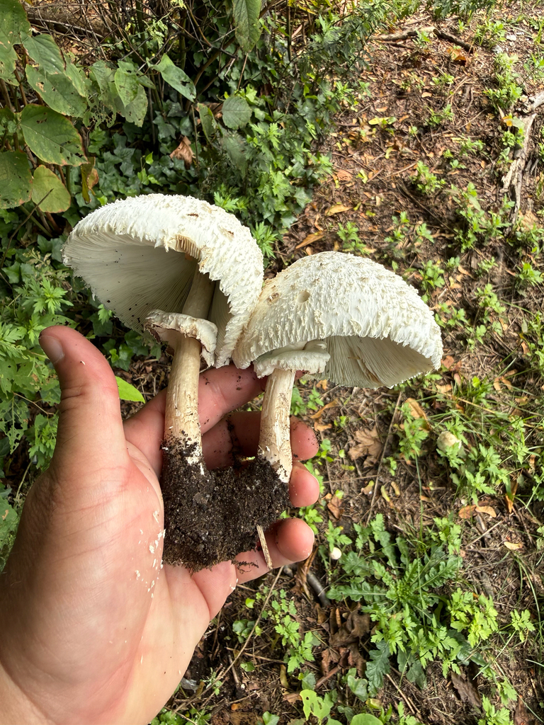 Shaggy Parasol · August 2026 · photo: Photo: (c) David LaMagna, some rights reserved (CC BY) · iNaturalist