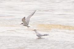 Sterna hirundo