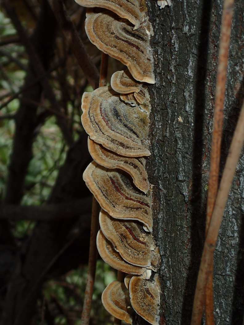 Trametes hirsuta image