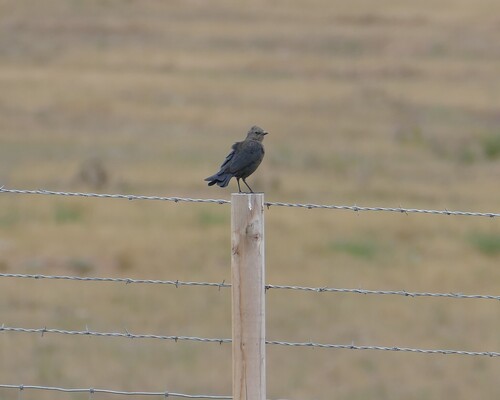 Brewer's Blackbird