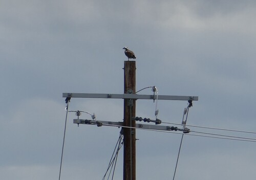 Osprey