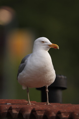 Larus argentatus