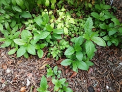 Petiveria alliacea