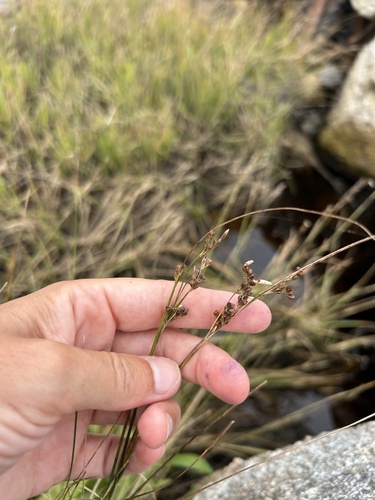 Saltmeadow Rush