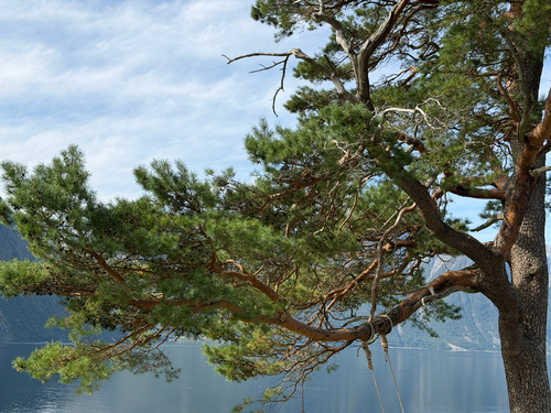Scots pine