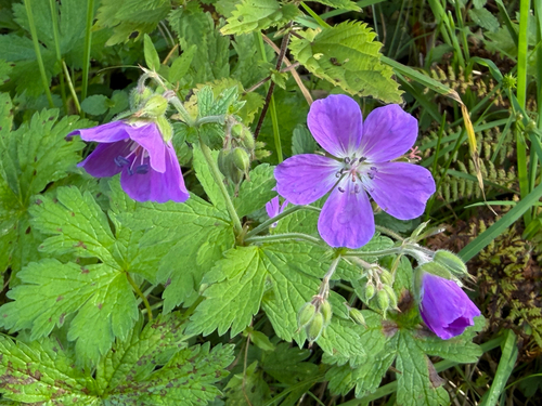 wood crane's-bill