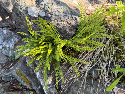 maidenhair spleenwort
