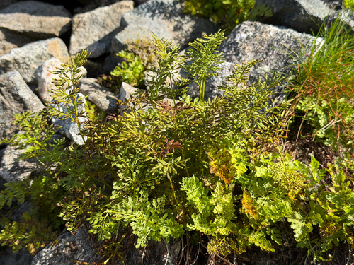 parsley fern