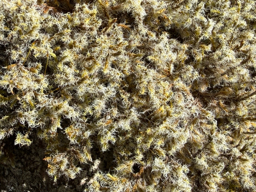 Woolly Fringe-moss