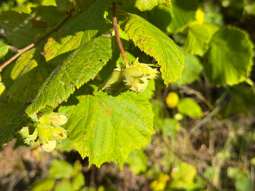 common hazel