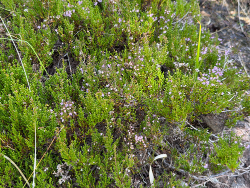 common heather