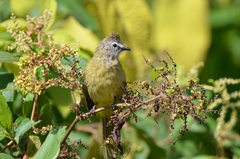 Pycnonotus flavescens