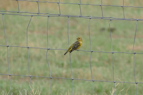 Western Tanager