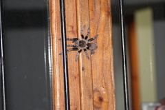 Vitalius paranaensis