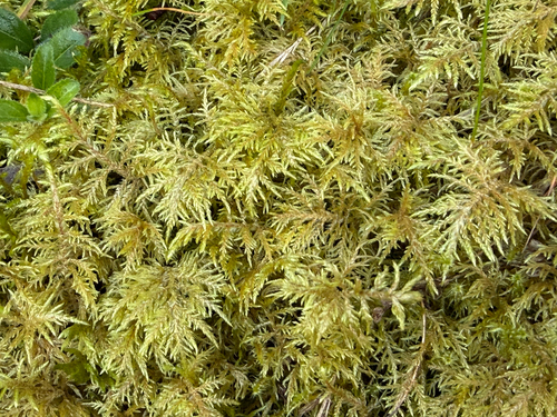 stairstep moss