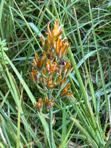 bog asphodel